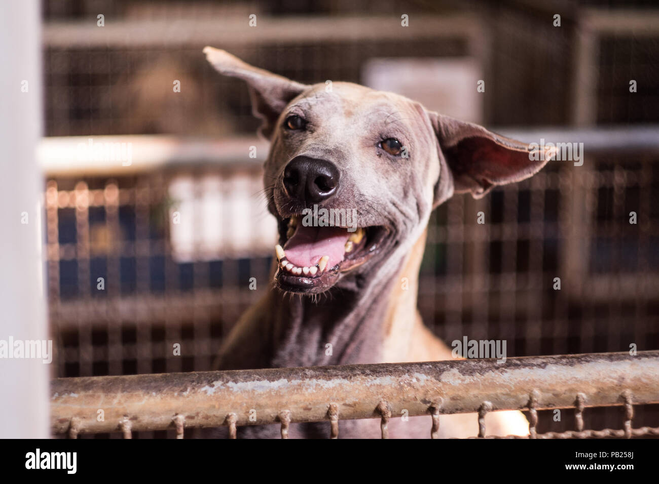 Nahaufnahme einer behinderten streunender Hund befindet sich in einem Käfig lächelnd, heimatlosen Hund statt. Stockfoto