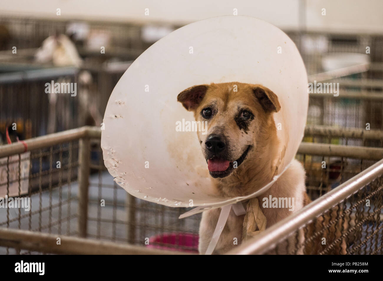 Nahaufnahme einer behinderten streunender Hund befindet sich in einem Käfig lächelnd, heimatlosen Hund statt. Stockfoto