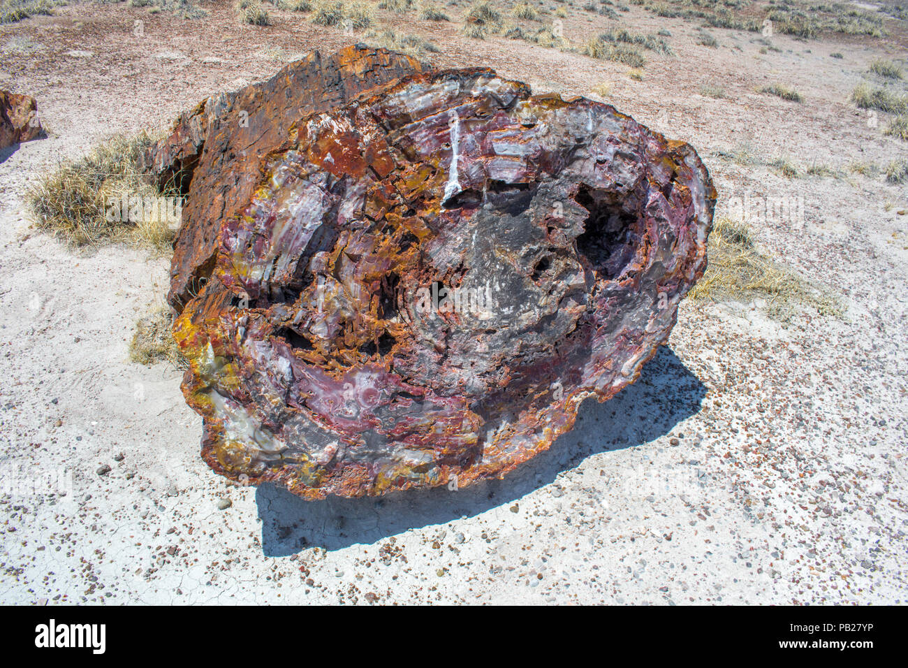 Versteinertes Holz, Petrified Forest National Park, Arizona Stockfoto