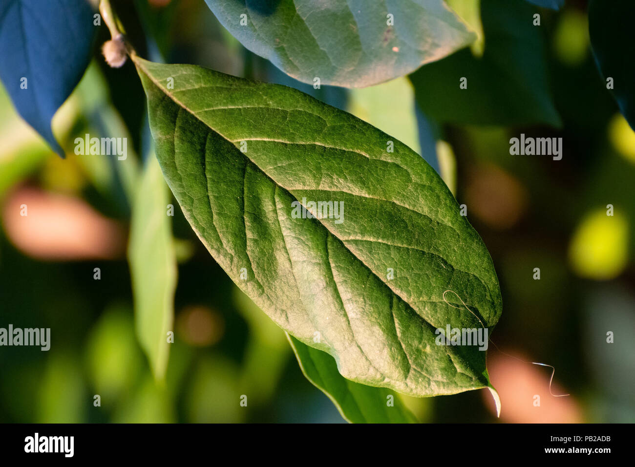 Das Blatt von einem Baum beobachtet, wie die orange Sun dips unter dem Horizont Stockfoto