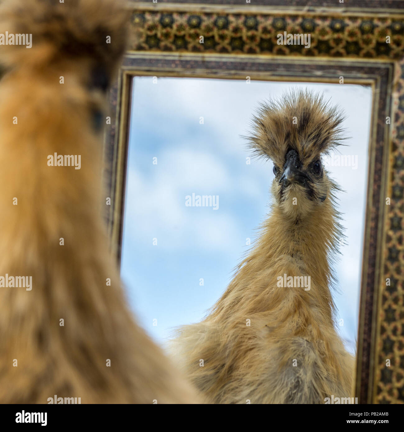 Ein Spaß dumme Portrait von Flauschigen Huhn seine sich selbst im Spiegel Konzepte von Schönheit, Eitelkeit und schlechtes Haar Tag bewundern Stockfoto