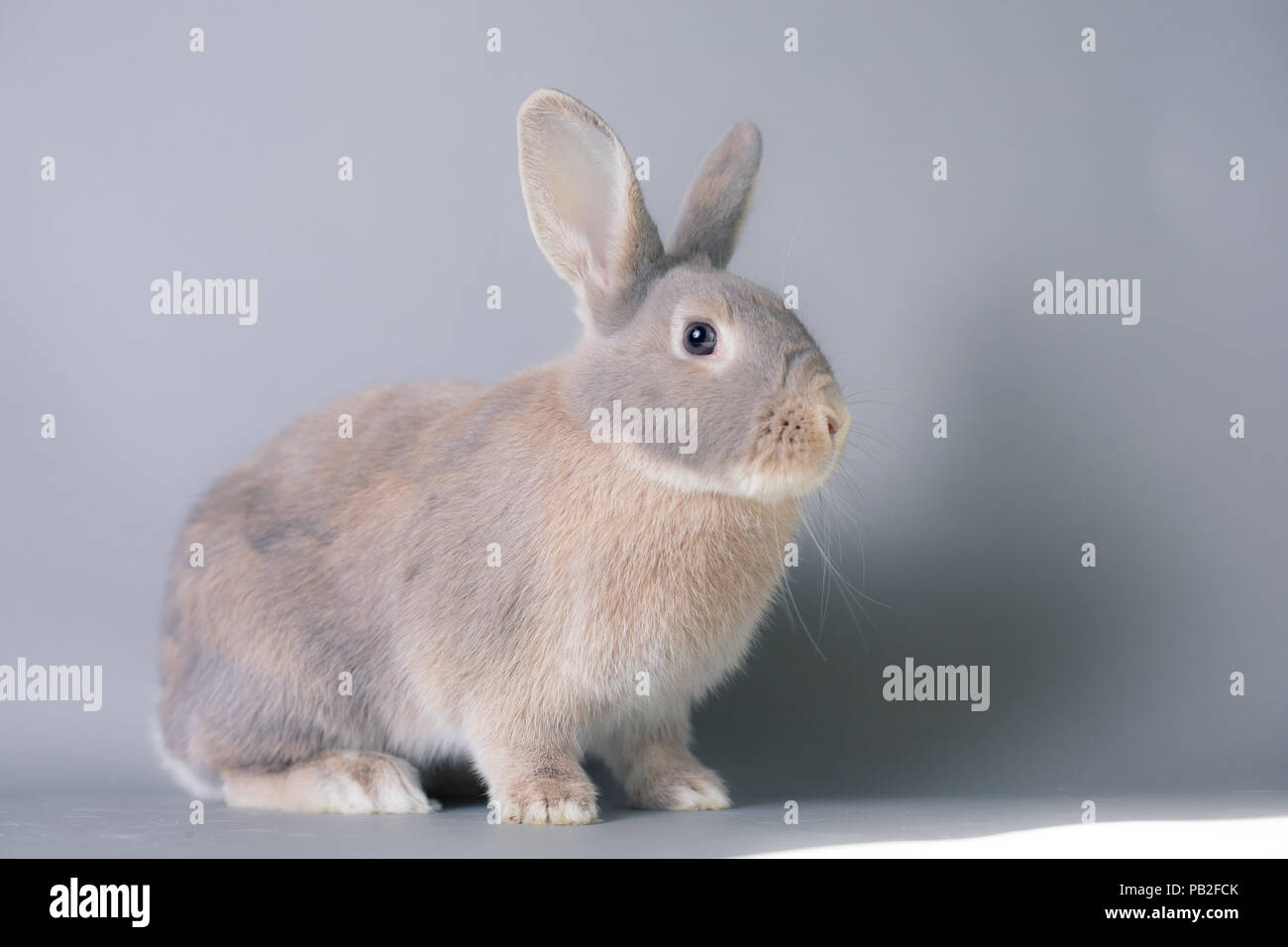 Riesige Ohren Stockfotos &amp; Riesige Ohren Bilder Alamy