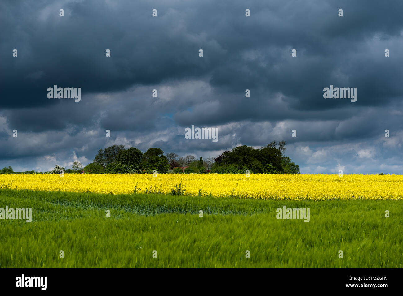 Wachsende Getreide und Raps Öl, Obst, Ackerland, Grödersby, Kappeln, ländliche Landschaft von Angeln, Schleswig-Holstein, Deutschland, Europa Stockfoto