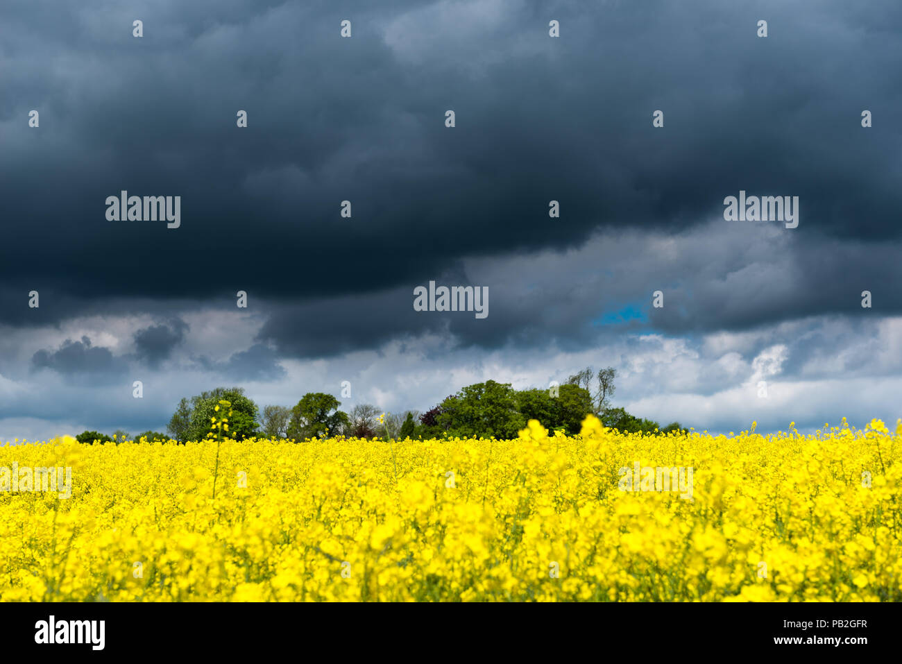 Wachsende Raps Öl, Obst, Ackerland, Grödersby, Kappeln, ländliche Landschaft von Angeln, Schleswig-Holstein, Deutschland, Europa Stockfoto