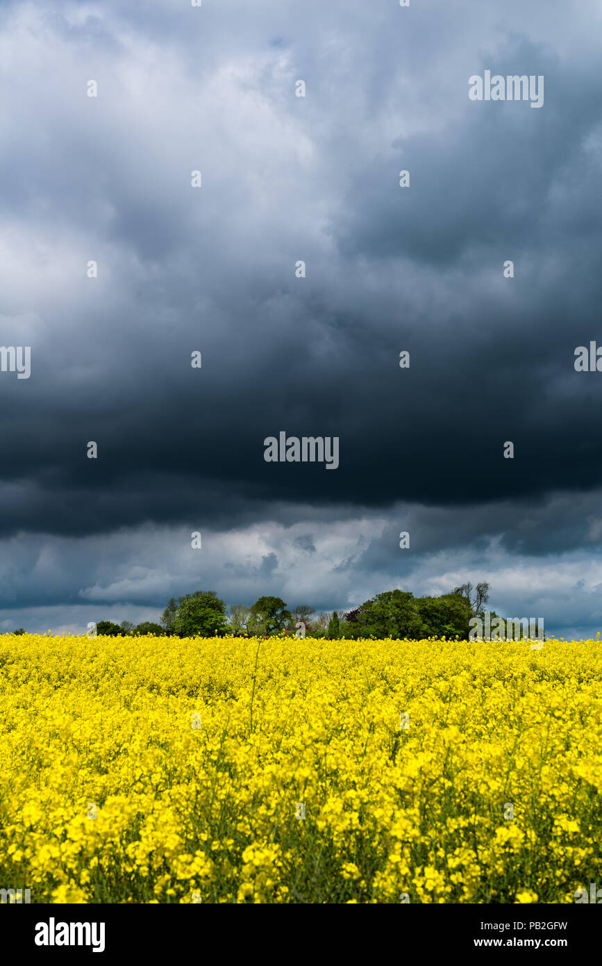 Wachsende Raps Öl, Obst, Ackerland, Grödersby, Kappeln, ländliche Landschaft von Angeln, Schleswig-Holstein, Deutschland, Europa Stockfoto