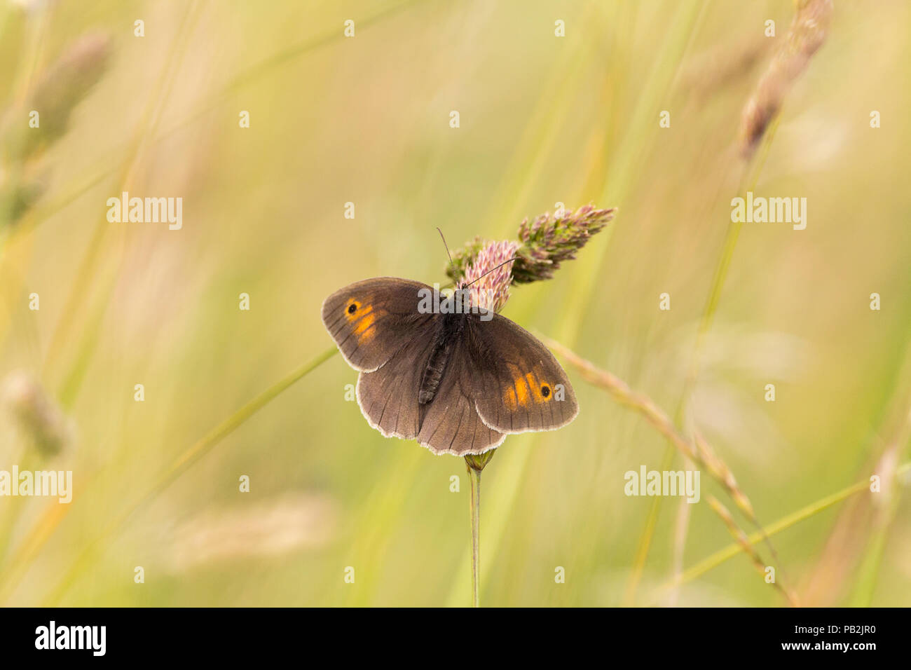 Wiese Braun (Pyrausta aurata) Schmetterling in Grünland auf der South Downs Way UK. Soft Focus Hintergrund Platz für Text kopieren Querformat. Flügel öffnen. Stockfoto