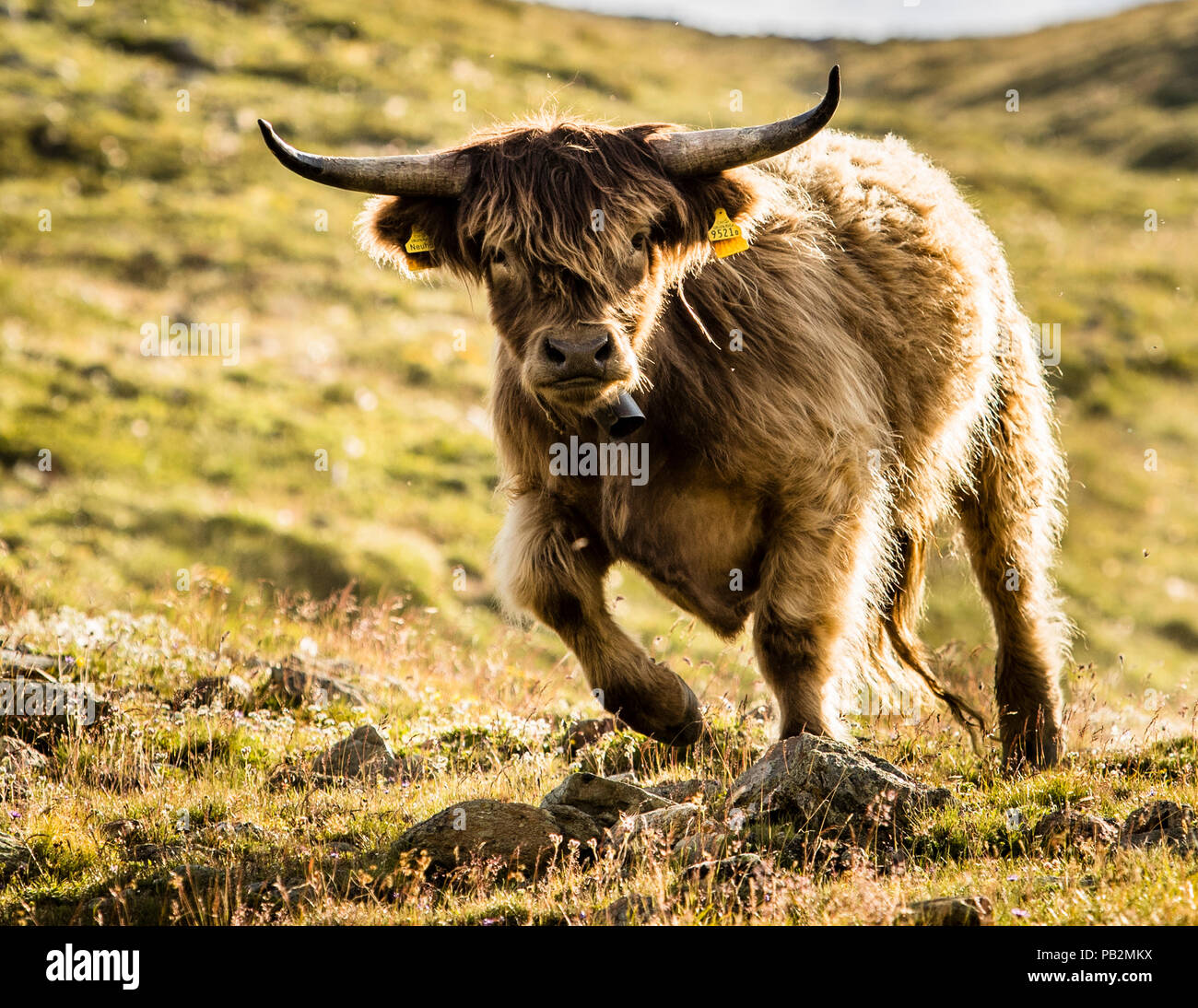 Eine Schönheit eines Tieres. Rinder im Sommer auf den Alpen für die saisonale Alm. Der Stier ist erstaunt. Was machen die Leute auf seiner Alp? Stockfoto