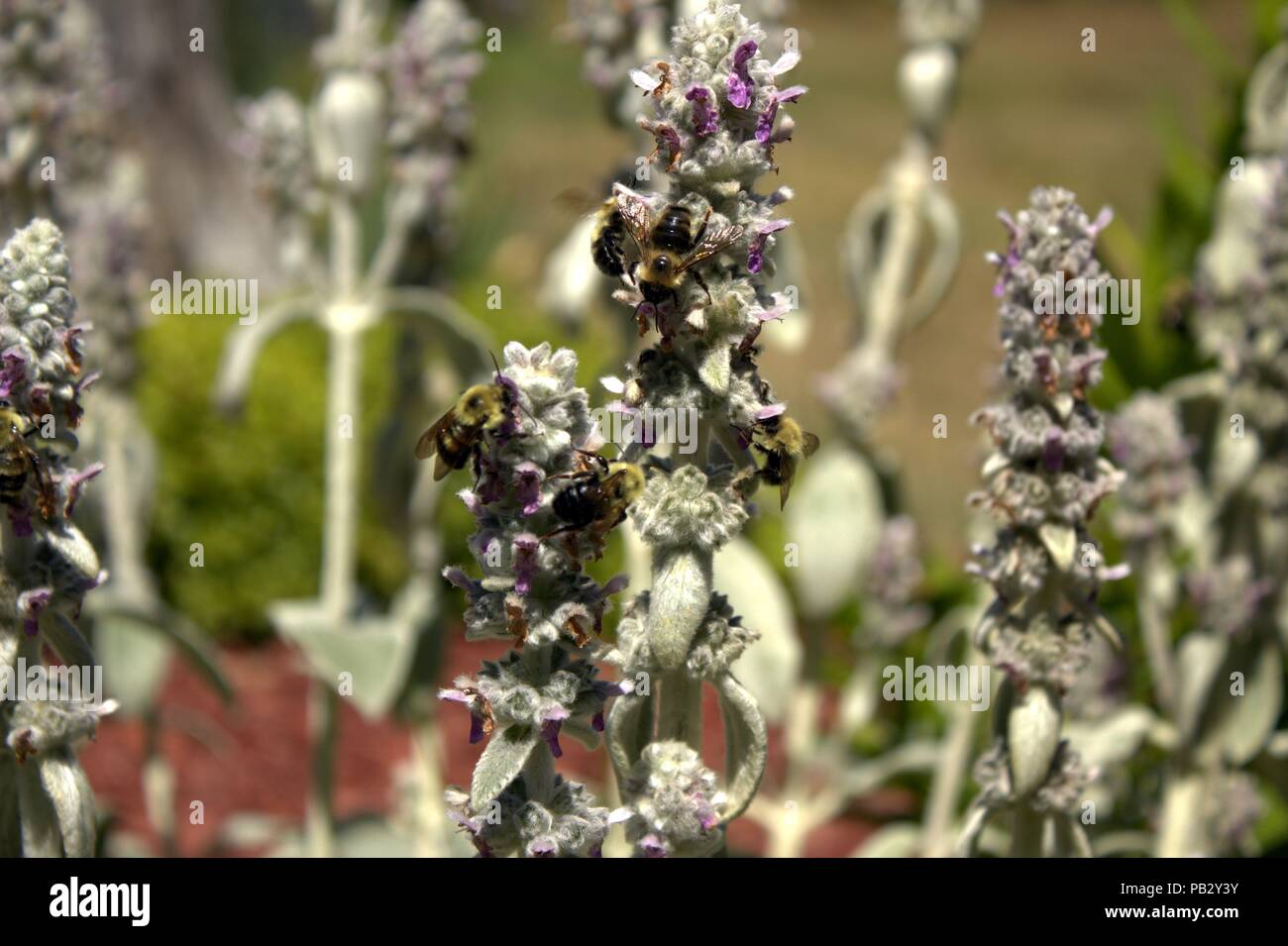 Hummeln genießen Sie eine blühende Lämmer Ohr Stockfoto