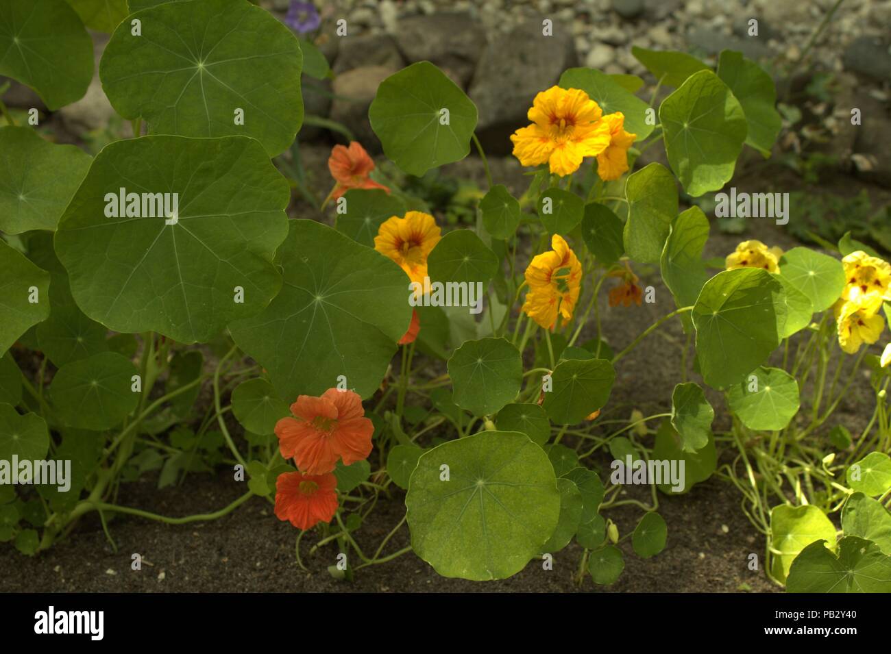 Gelbe kapuzinerkressen Fotos und Bildmaterial in hoher Auflösung Alamy
