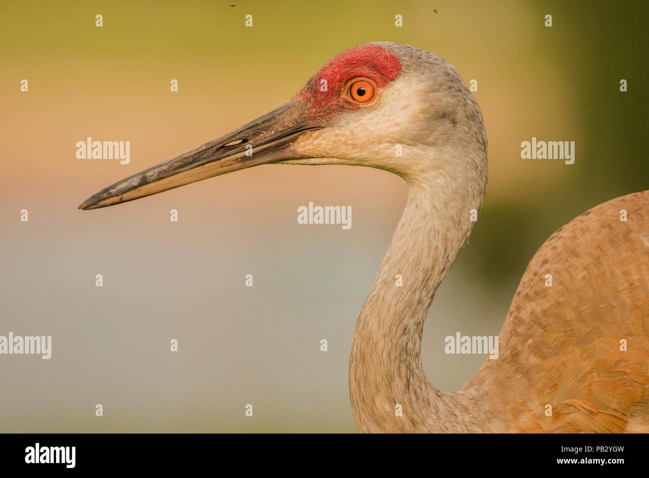Das Porträt einer sandill Kran (Antigone canadensis) aus dem Süden von Wisconsin, USA. Dies ist einer von zwei Kran Arten in Nordamerika gefunden. Stockfoto