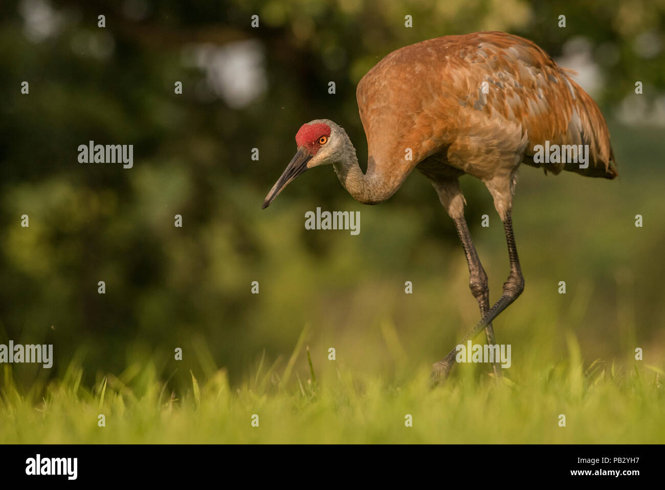 Eine sandill Kran (Antigone canadensis) geht über ein Feld im Süden von Wisconsin. Schutz vor der Zugvogel Handeln wieder Zahlen von Kran Stockfoto