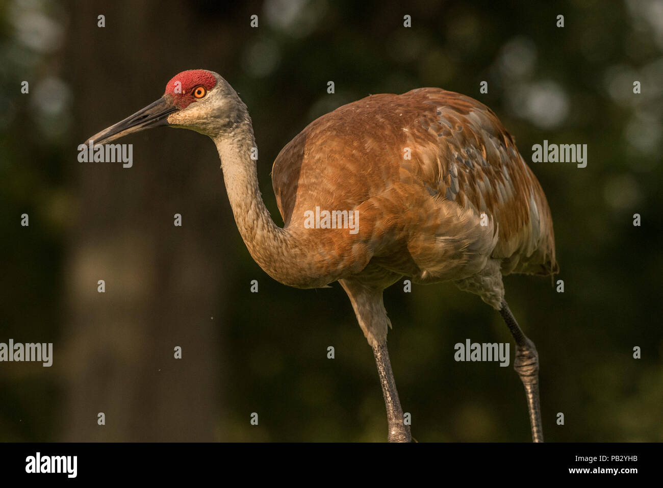 Eine sandill Kran (Antigone canadensis) geht über ein Feld im Süden von Wisconsin. Schutz vor der Zugvogel Handeln wieder Zahlen von Kran Stockfoto