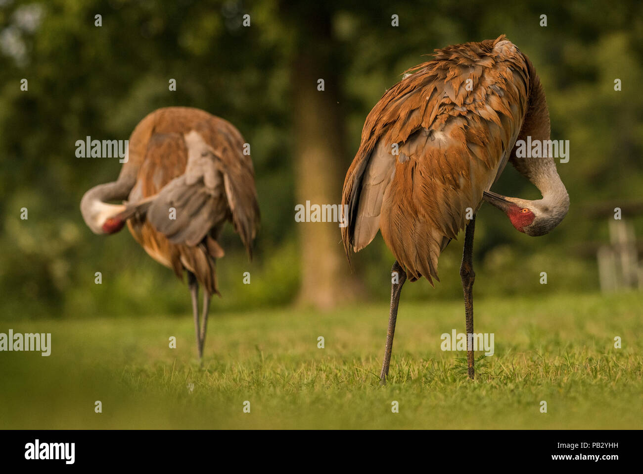 Ein paar sandill Krane (Antigone canadensis) zusammen Putzen in der Kessel-moraine State Forest in Wisconsin. Stockfoto