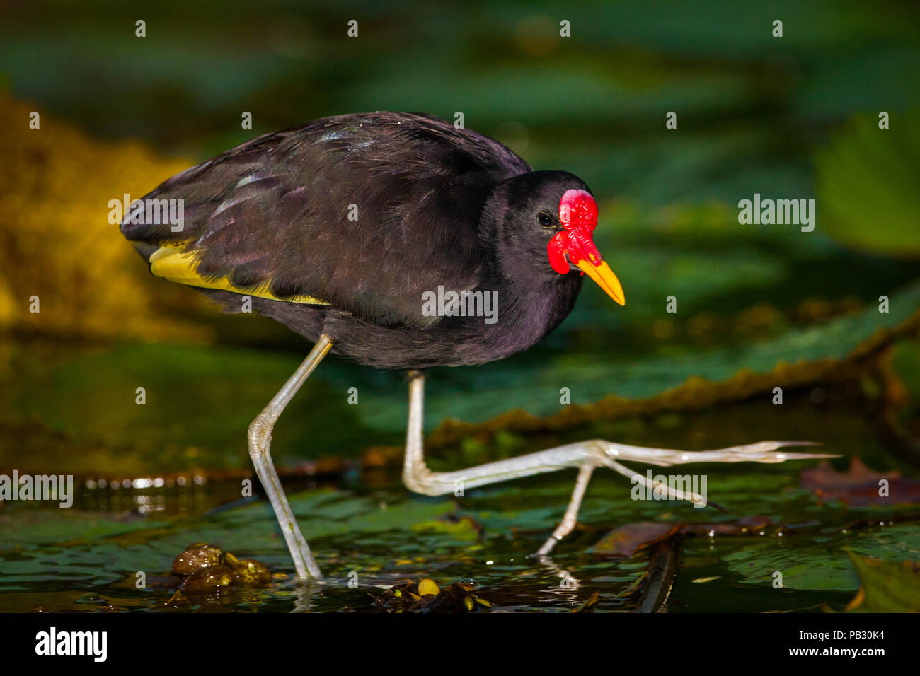 Gelbstirn-blatthühnchen Jacana laufen auf dem Wasser lily verlässt, Rio Chagres, Soberania Nationalpark, Republik Panama. Stockfoto