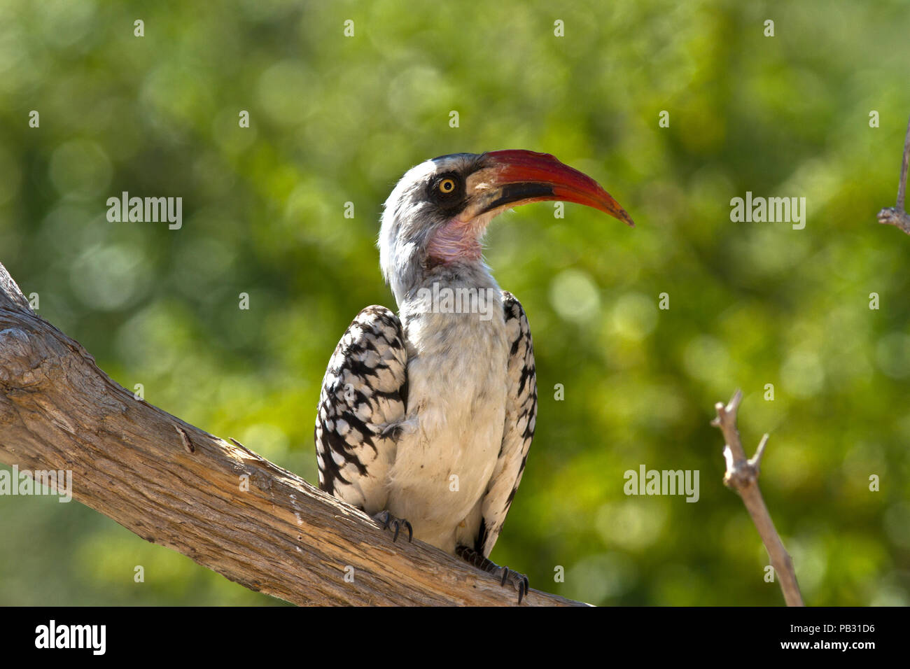Der Ruaha Red-billed Hornbill ist jetzt als eigene Arten, endemisch auf Zentrale Tansania anerkannt. Stockfoto
