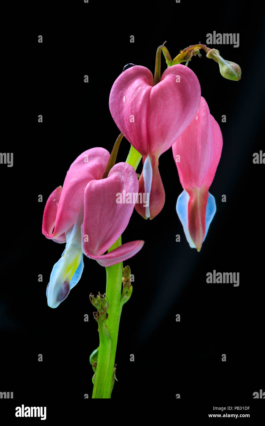 Makro Nahaufnahme von einem einzigen asiatischen blutende Herz (Lamprocapnos californica) auf schwarzem Hintergrund Stockfoto