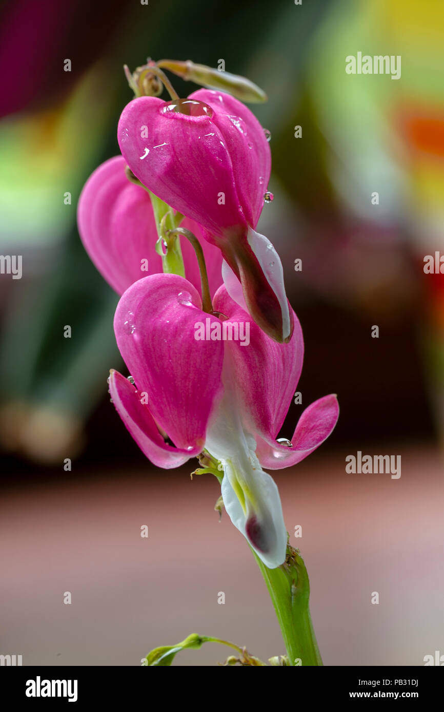 Makro Nahaufnahme eines asiatischen blutende Herz (Lamprocapnos californica) mit Wassertropfen auf die Blütenblätter Stockfoto