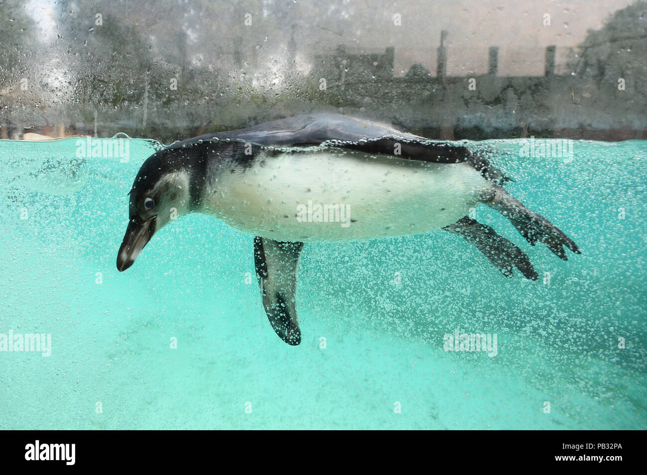 Ein Humboldt Pinguin schwimmt im Pool an der Pinguin Strand am ZSL London Zoo im Regent's Park, London, als die Temperaturen werden voraussichtlich 35 C heute getroffen, als die Hitzewelle in Großbritannien fort. Stockfoto