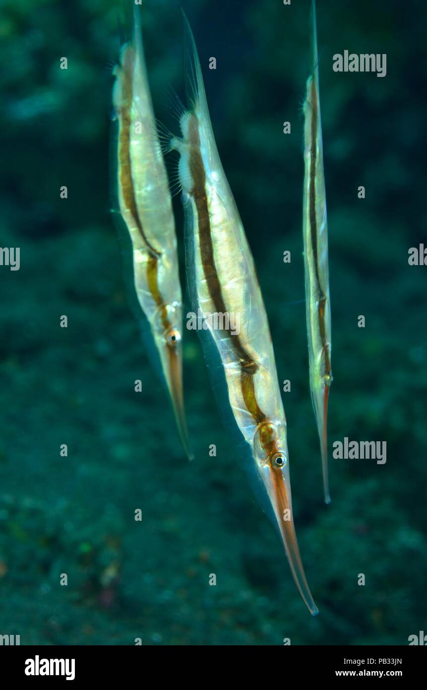 Schwarmverhalten von Gestreiften Schnepfenmesserfischen (Aeoliscus strigatus), schulischen Verhalten von razorfishes auch shrimpfishes genannt Stockfoto