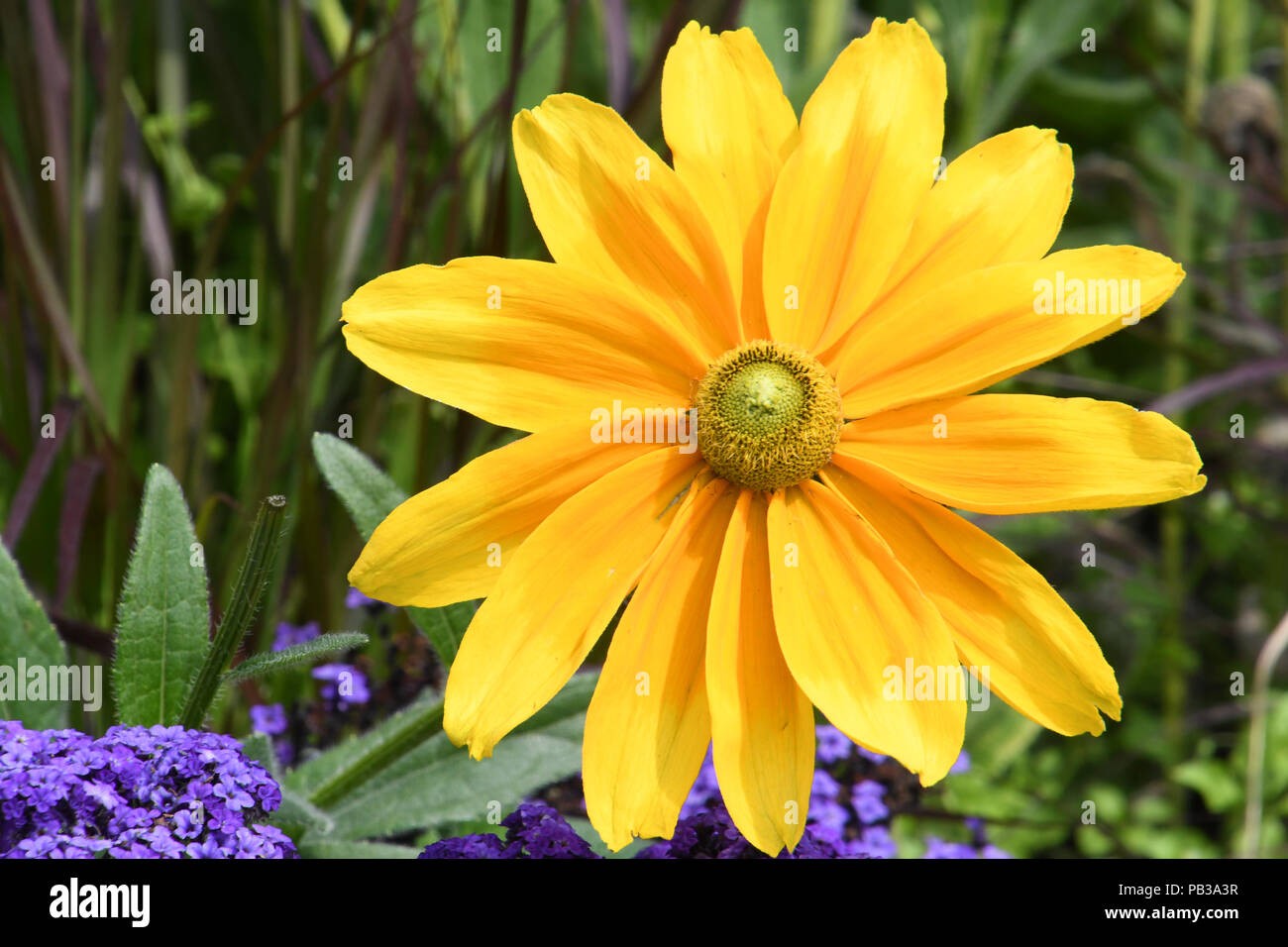 London, Großbritannien. 26. Juli 2018. UK Wetter: Gelbe Blumen in Hype Park, London, UK. 26. Juli 2018. Bild Capital/Alamy leben Nachrichten Stockfoto