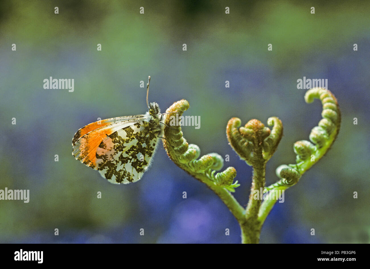 Männliche Anthocharis cardamines Orange tip Schmetterling Stockfoto