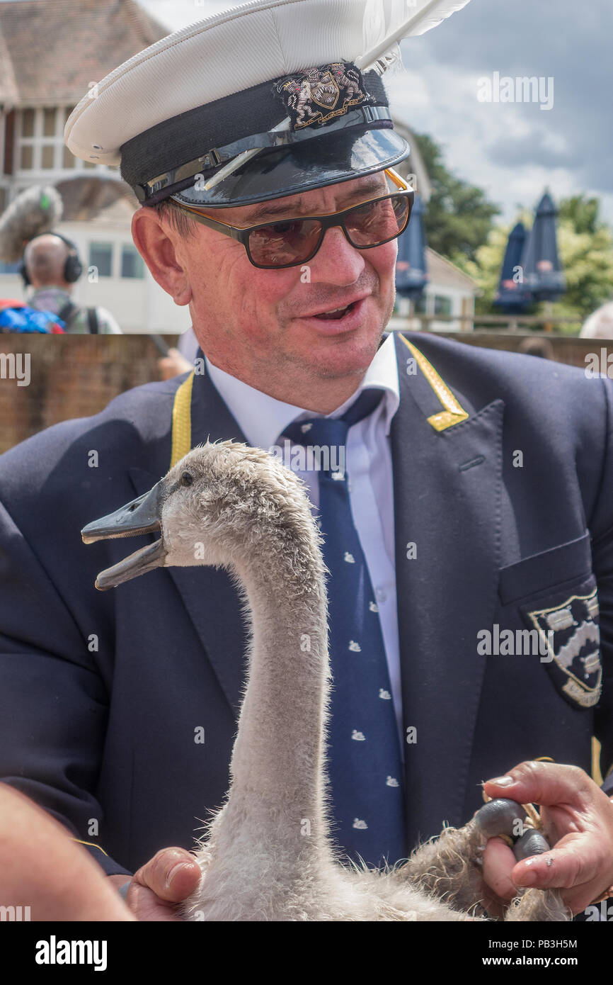 England, Oxfordshire, Henley, Swan Upping auf der Themse, offiziellen Weg zeigen ein CYGNET Stockfoto