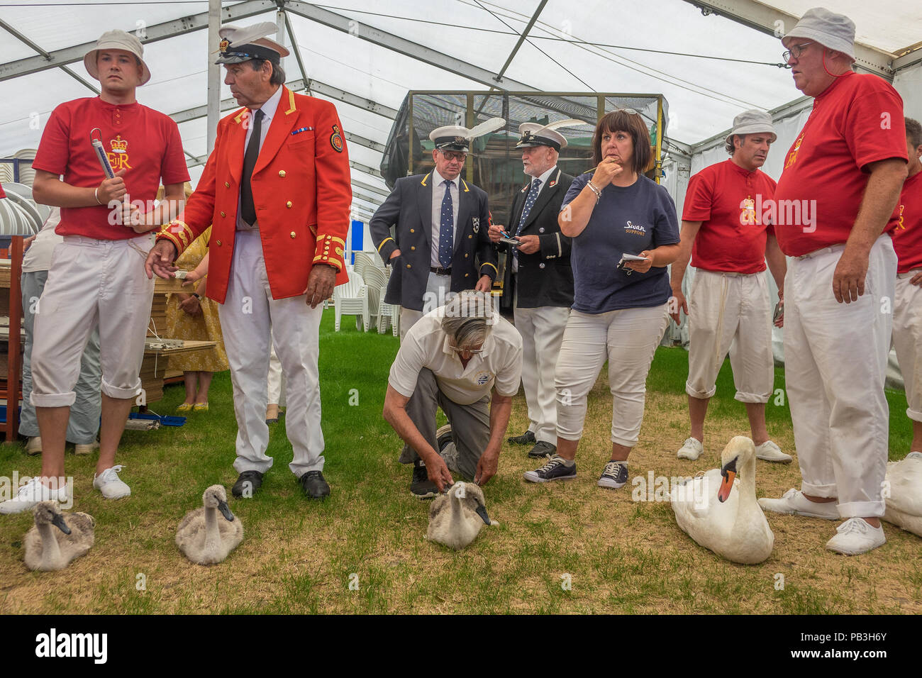 England, Oxfordshire, Henley, Swan Upping auf der Themse, das Team beurteilen die neueste Reihe von "Upped" Schwäne Stockfoto