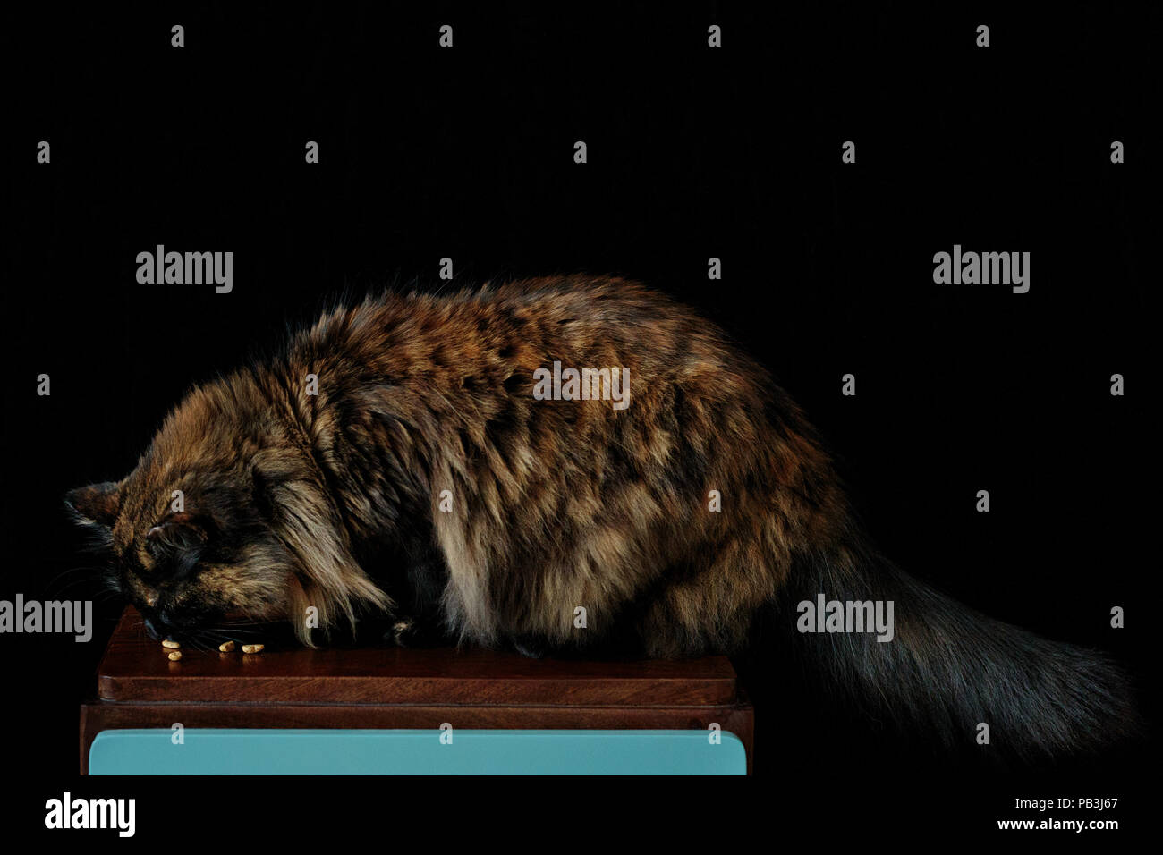 Katze Essen auf schwarzem Hintergrund Stockfoto