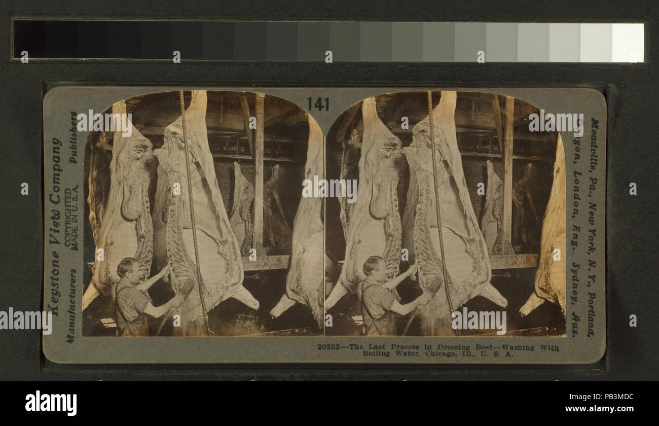 1650 Der letzte Prozess in dressing Rindfleisch - Waschen mit kochendem Wasser. Chicago, Illinois, USA (Nypl b 11707454-G90F177 020F) Stockfoto