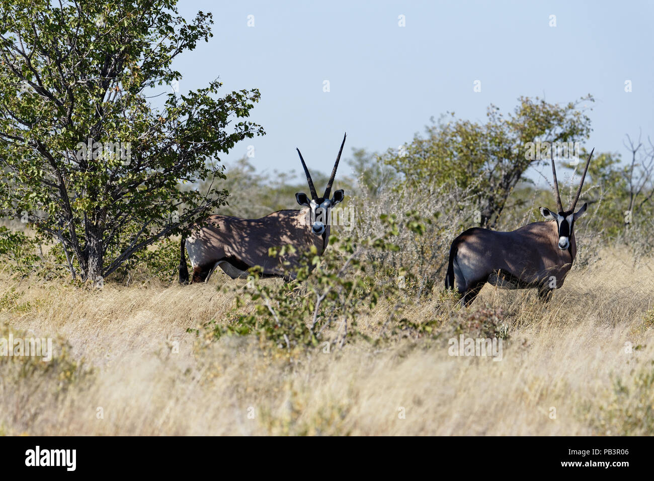 Zwei impalas stehen Seite an in scheuern auf der Savanne in Namibia. Stockfoto