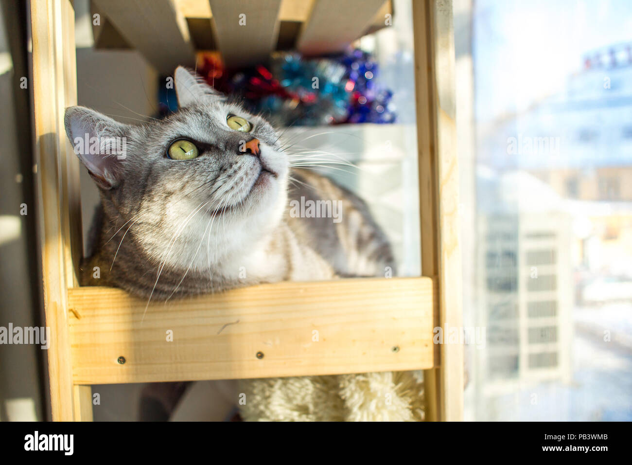 Cute Portrait von Scottish Straight - Ohr Katze liegend auf einem holzregal an die Spitze suchen. Stockfoto