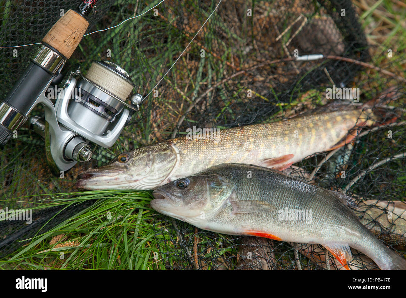 Süßwasser Barsch und Hecht Fische kennen als Esox lucius auf Kescher und Angelausrüstung. Angeln Konzept, Trophäe catch - große Süßwasser Barsch Stockfoto