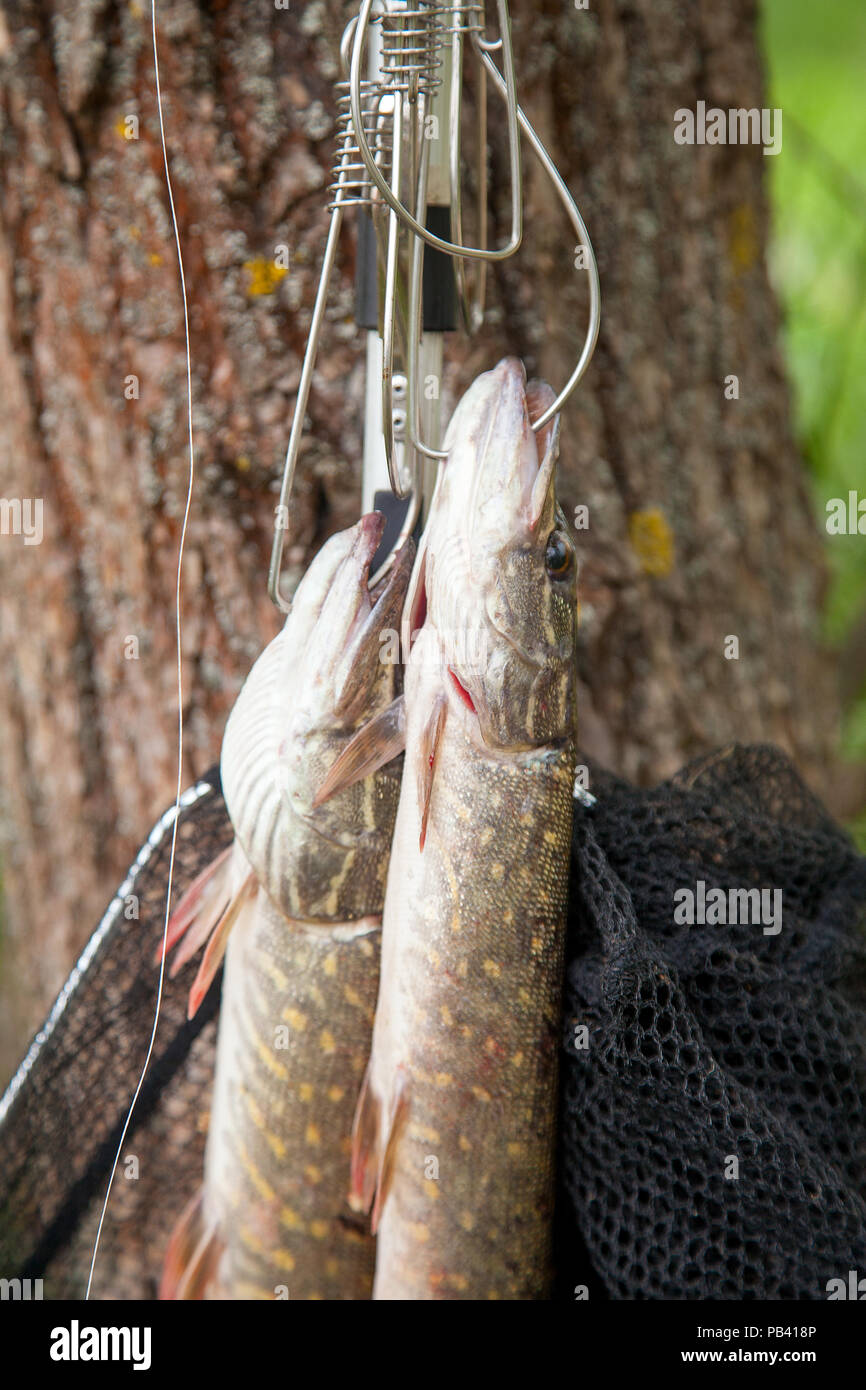 Süßwasser Hecht Fische kennen als Esox lucius auf Fisch Stringer und Angelausrüstung. Angeln Konzept, guter Fang - große Süßwasser hecht Fisch nur Stockfoto