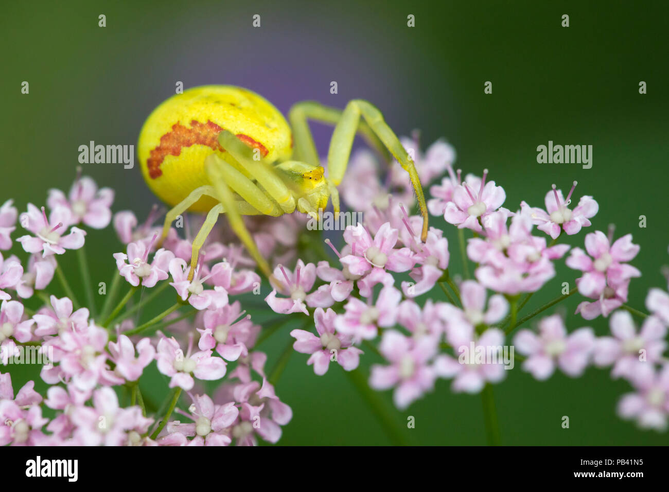 Goldrute Crab Spider (Misumena vatia) weibliche Beute warten auf größere Burnett zu Hinterhalt - Steinbrech (Pimpinella major) Nordtirol, Österreichischen Alpen. Juni. Stockfoto