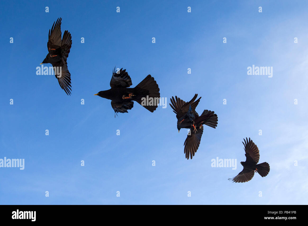 Pyrrhocorax Pfeifhasen (Ochotonidae) Gruppe im Flug, Berner Alpen, Schweiz, November Stockfoto