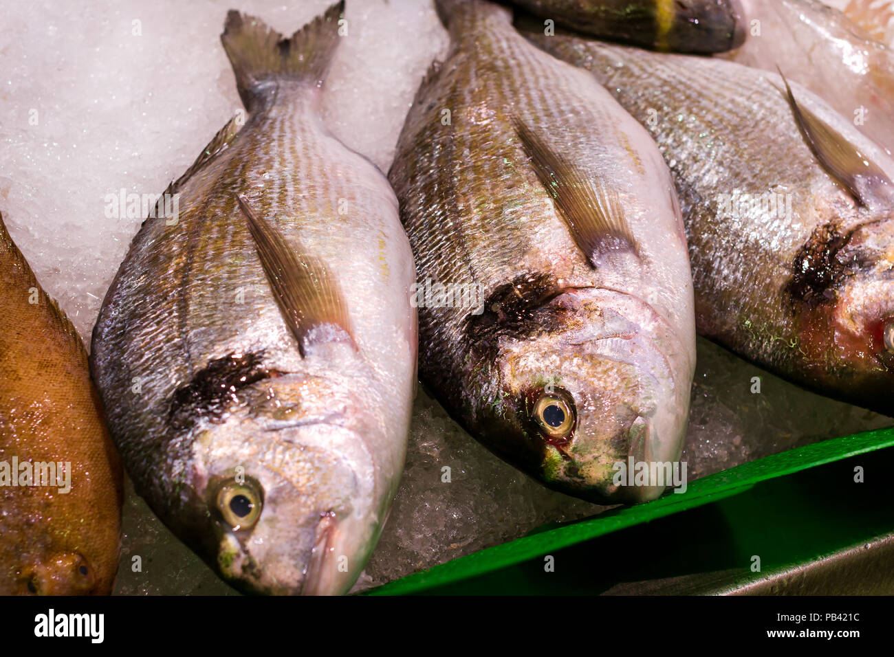 Frischer Fisch dorado auf Eis Arbeitsplatte in Essen SB-Warenhaus. Gekühlte Fischfilet und ozeanischen Schalentiere. Costa Brava, Katalonien, Blanes, Spanien Stockfoto