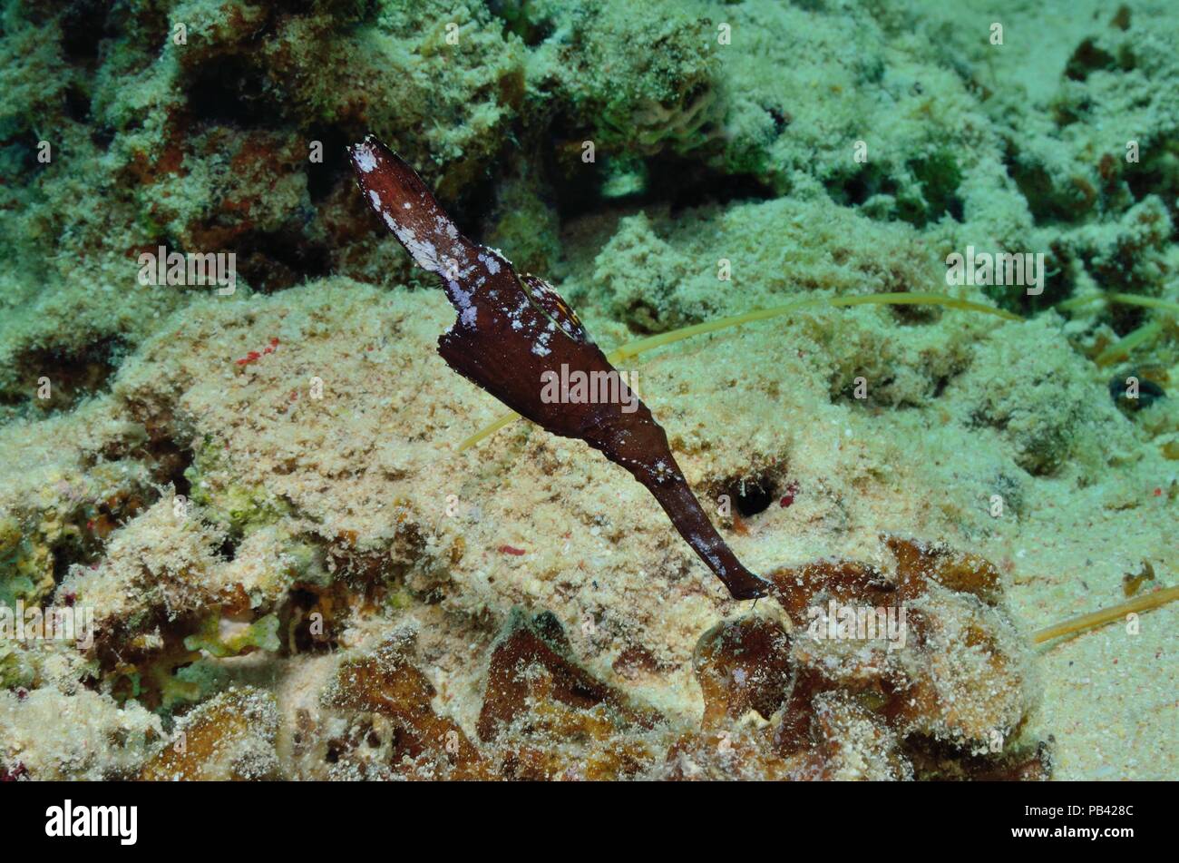 Seegras-Geisterpfeifenfisch, Robuste Geisterpfeifenfisch (Solenostomus cyanopterus) Stockfoto