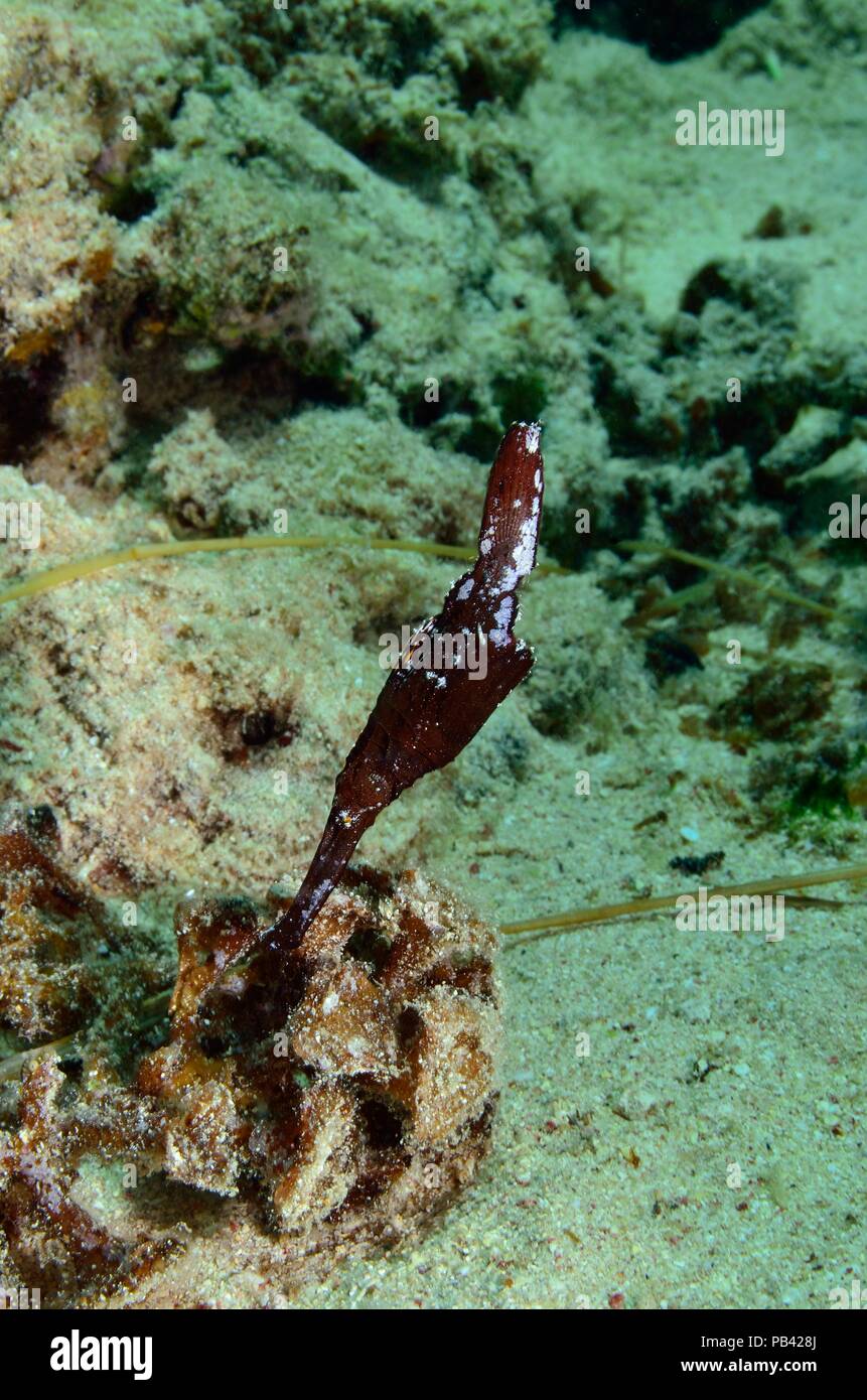 Seegras-Geisterpfeifenfisch, Robuste Geisterpfeifenfisch (Solenostomus cyanopterus) Stockfoto