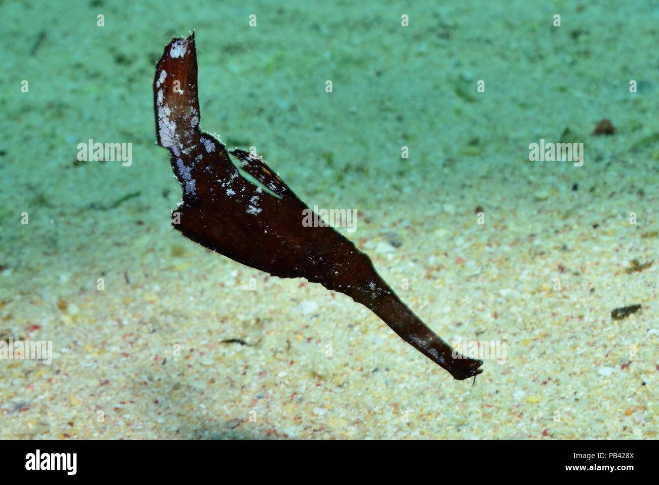 Seegras-Geisterpfeifenfisch, Robuste Geisterpfeifenfisch (Solenostomus cyanopterus) Stockfoto