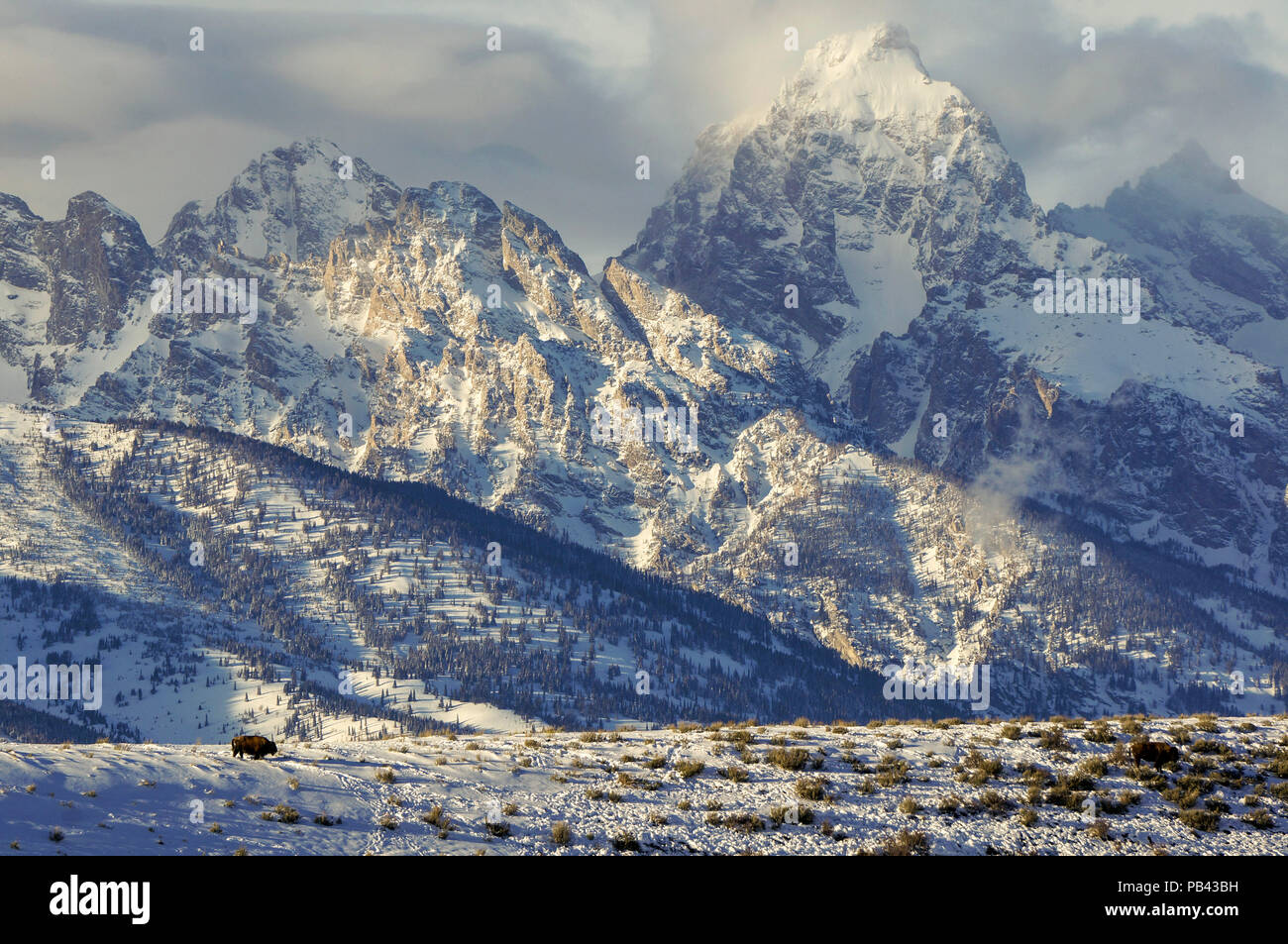 Bison im Westen Stockfoto