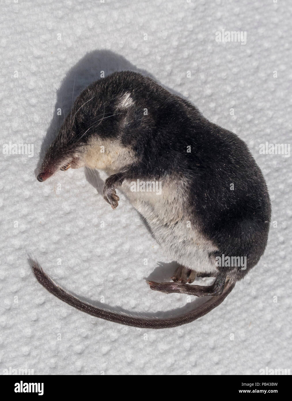 Tot Wasserspitzmaus Neomys fodiens-, vermutlich durch eine Hauskatze getötet Stockfoto