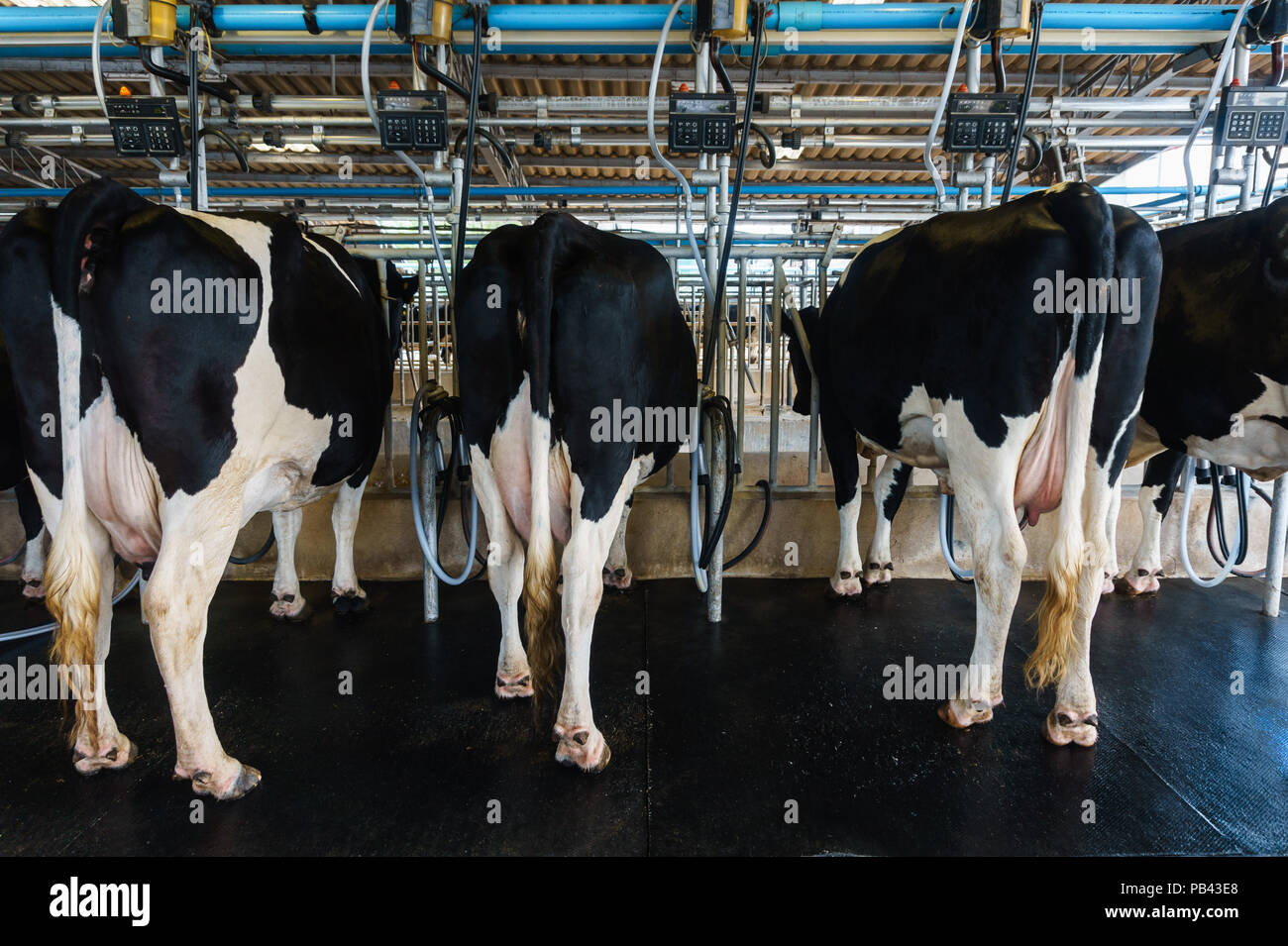 Eine Reihe von Milchkühen bereit, für Milch Stockfoto