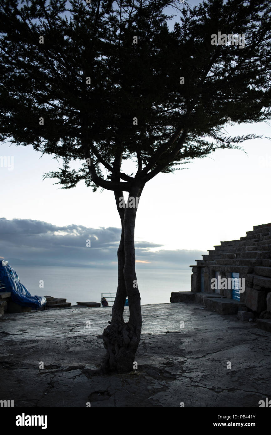 Twisted Baum und Zement Boden oben auf Cerro Calvario. Copacabana in Bolivien. Jun 2018 Stockfoto