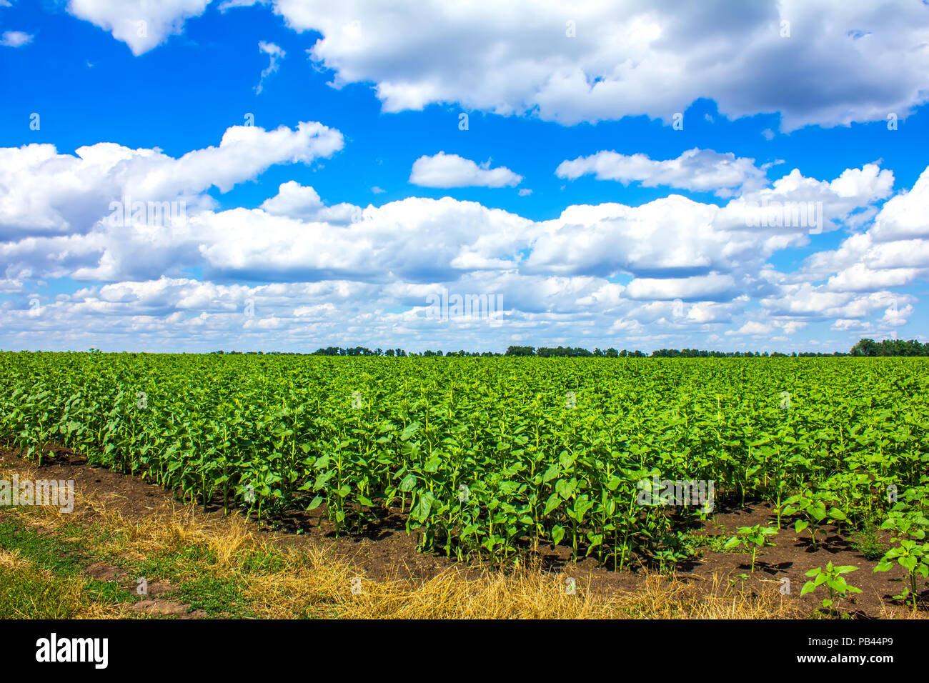 Bereich der jungen Sonnenblumen und Straße Stockfoto