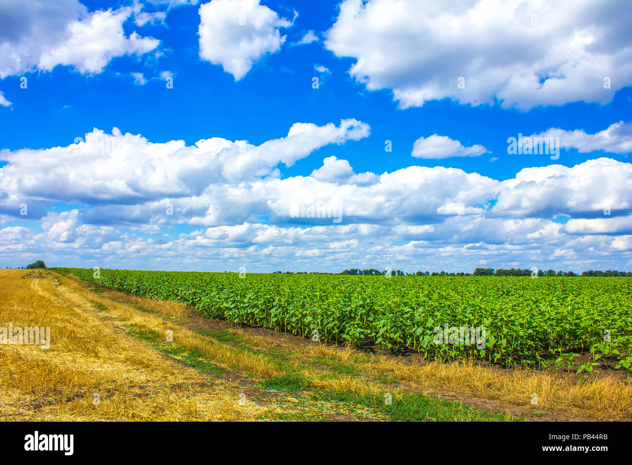 Bereich der jungen Sonnenblumen und Straße Stockfoto