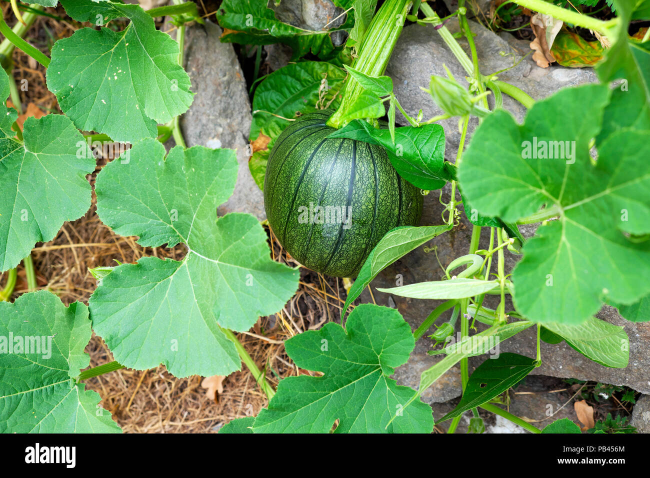 Grün hybridisierte hybridisierte Hybrid Zucchini Squash Zucchini Gemüsepflanze wächst Im Sommer 2018 Garten in Carmarthenshire Wales UK KATHY DEWITT Stockfoto