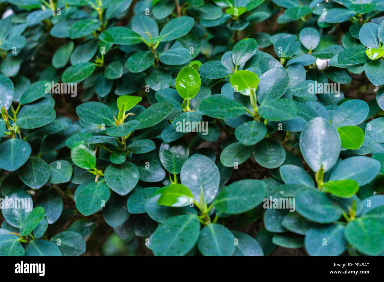 Blätter aus dem chinesischen Feige, Ficus microcarpa Panda moraceae aus Asien Stockfoto