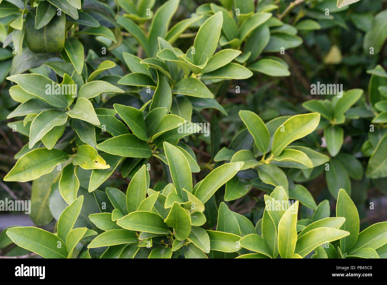 Blätter von Citrus reticulata Mandarine Nahaufnahme Hintergrund Textur im Sommer Blatt Stockfoto