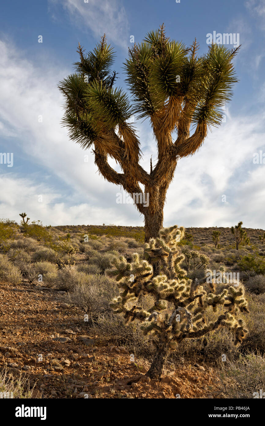 UT 00493-00... UTAH - ein cholla Kaktus wächst unter den Joshua Bäume in die Woodbury Wüste Studie, Teil der Beaver Dam Wash nationalen Conservati Stockfoto