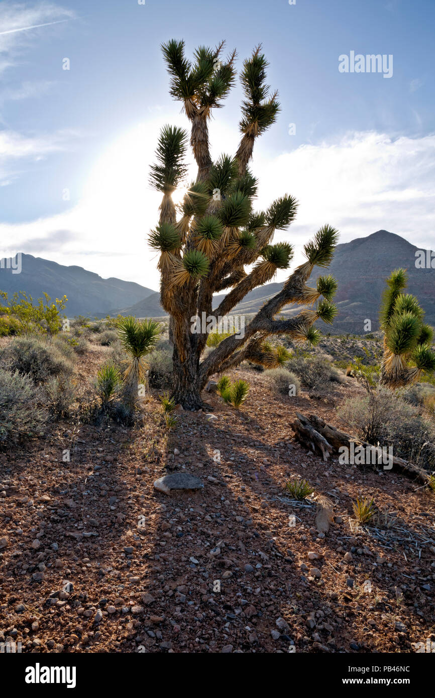 UT 00497-00... UTAH - Sonnenstrahlen Streaming durch die Äste eines Joshua Tree in der Woodbury Wüste Studie, Teil der Beaver Dam Wash Nationalen Stockfoto